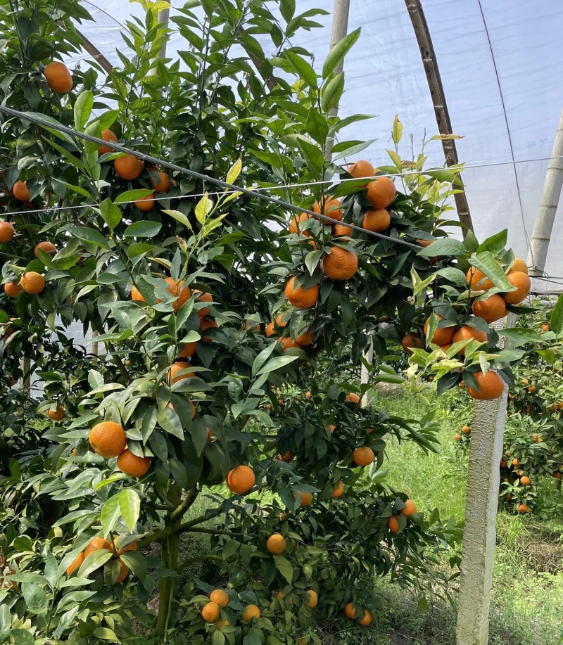 沃柑大量有货基地直供品质优现摘现发可视频看货欢迎咨询来电