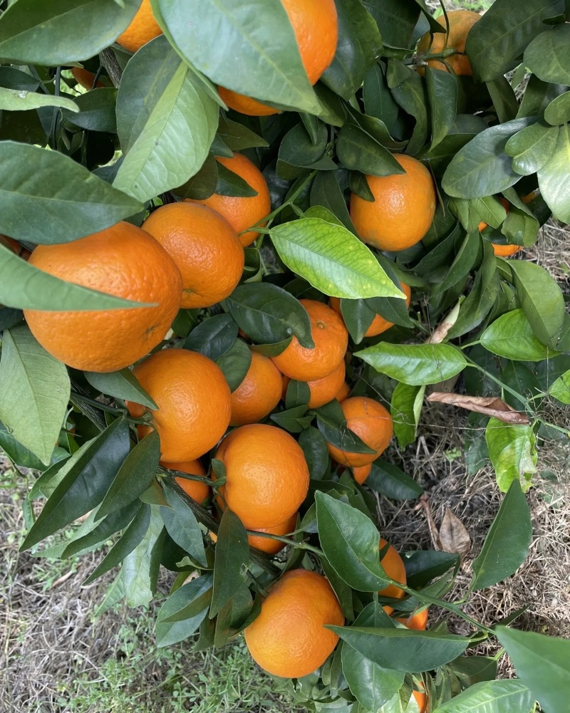 沃柑大量有货基地直供品质优现摘现发可视频看货欢迎咨询来电