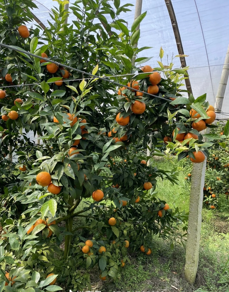 沃柑大量有货基地直供品质优现摘现发可视频看货欢迎咨询来电