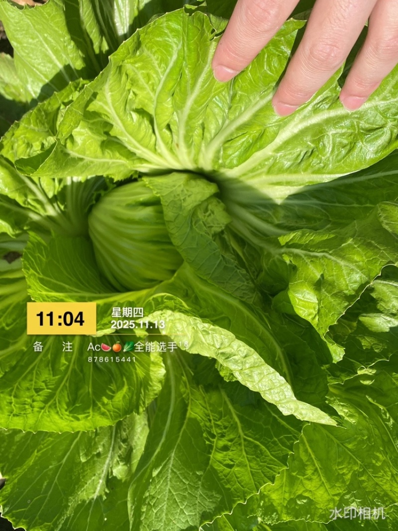 市场，泡菜精品质量货