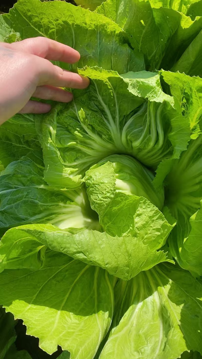 市场，泡菜精品质量货
