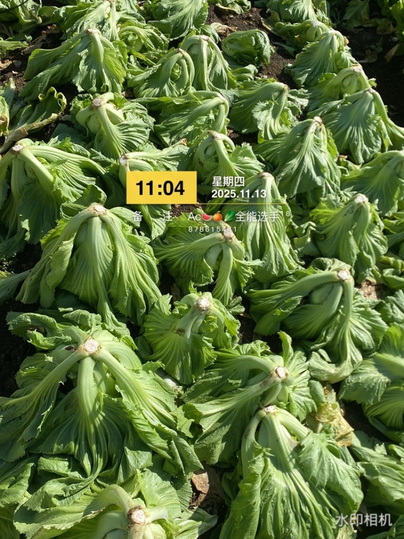 市场，泡菜精品质量货