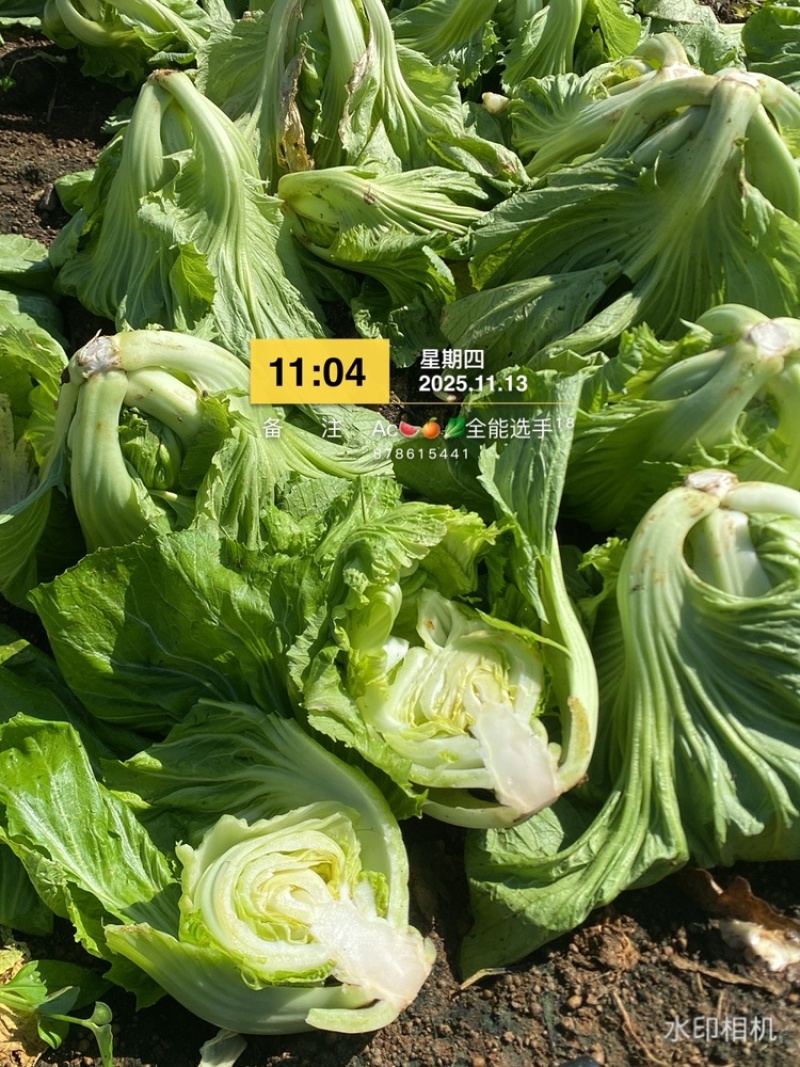 市场，泡菜精品质量货