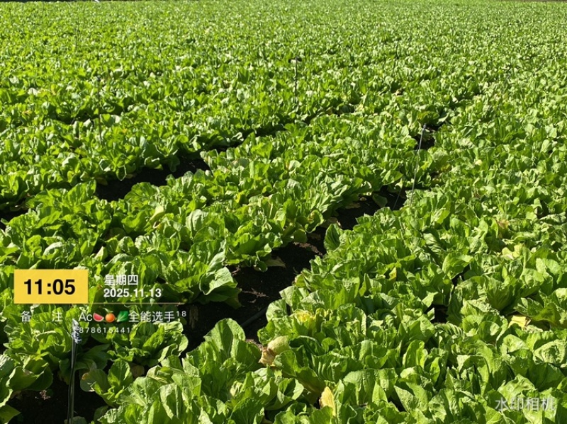 市场，泡菜精品质量货