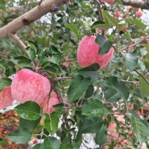 甘肃高原红富士，条红，片红