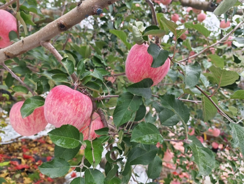 甘肃高原红富士，条红，片红
