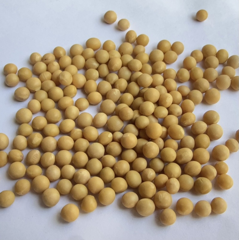 芽豆78斤东升一号690小金黄芽豆东北生芽黄豆高发芽率