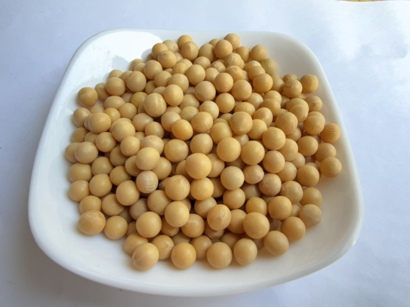 芽豆78斤东升一号690小金黄芽豆东北生芽黄豆高发芽率
