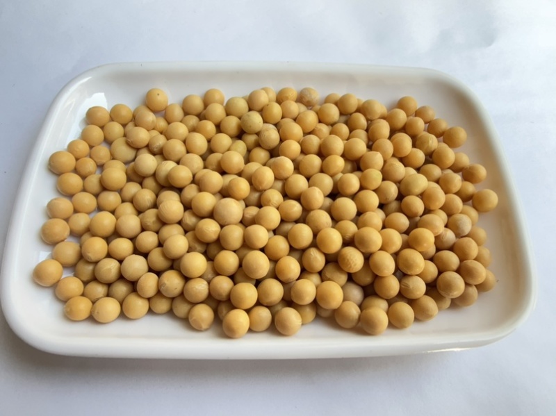 芽豆78斤东升一号690小金黄芽豆东北生芽黄豆高发芽率