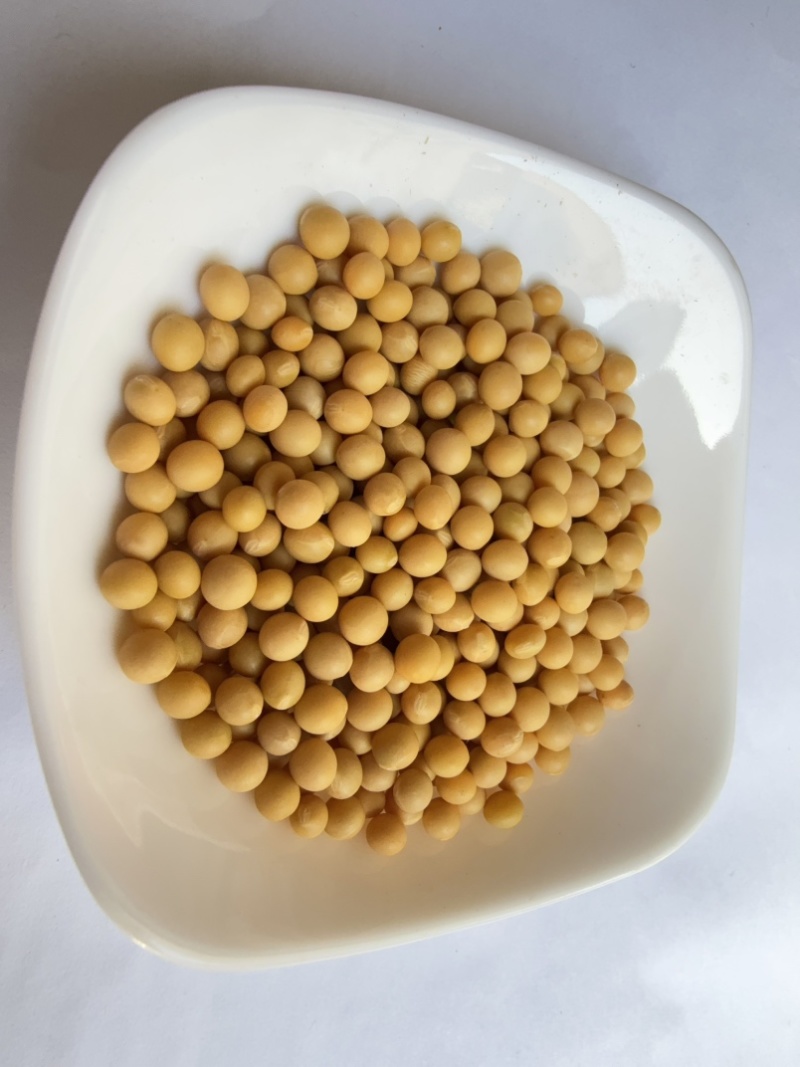 芽豆78斤东升一号690小金黄芽豆东北生芽黄豆高发芽率