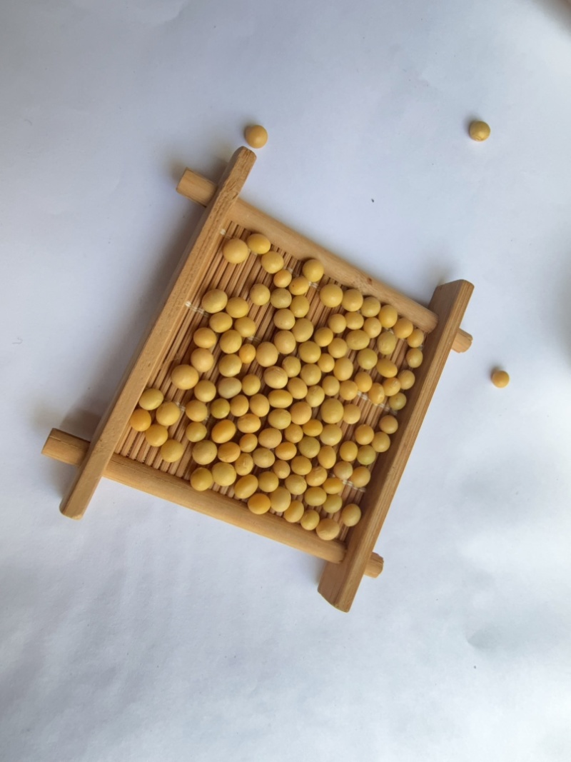 芽豆78斤东升一号690小金黄芽豆东北生芽黄豆高发芽率