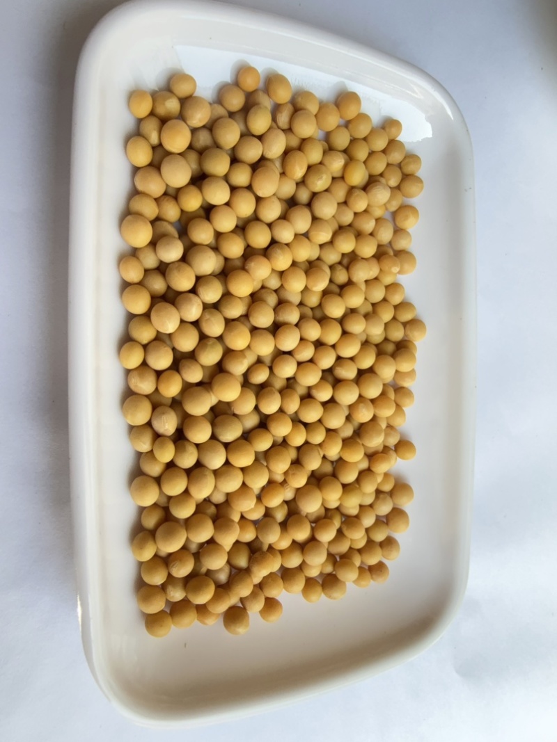 芽豆78斤东升一号690小金黄芽豆东北生芽黄豆高发芽率