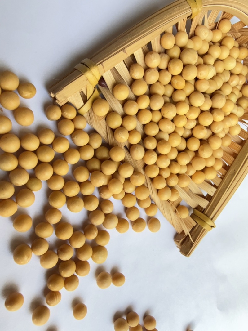 芽豆78斤东升一号690小金黄芽豆东北生芽黄豆高发芽率
