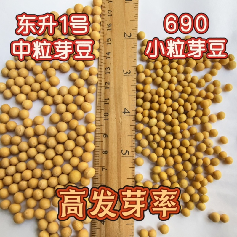 芽豆78斤东升一号690小金黄芽豆东北生芽黄豆高发芽率