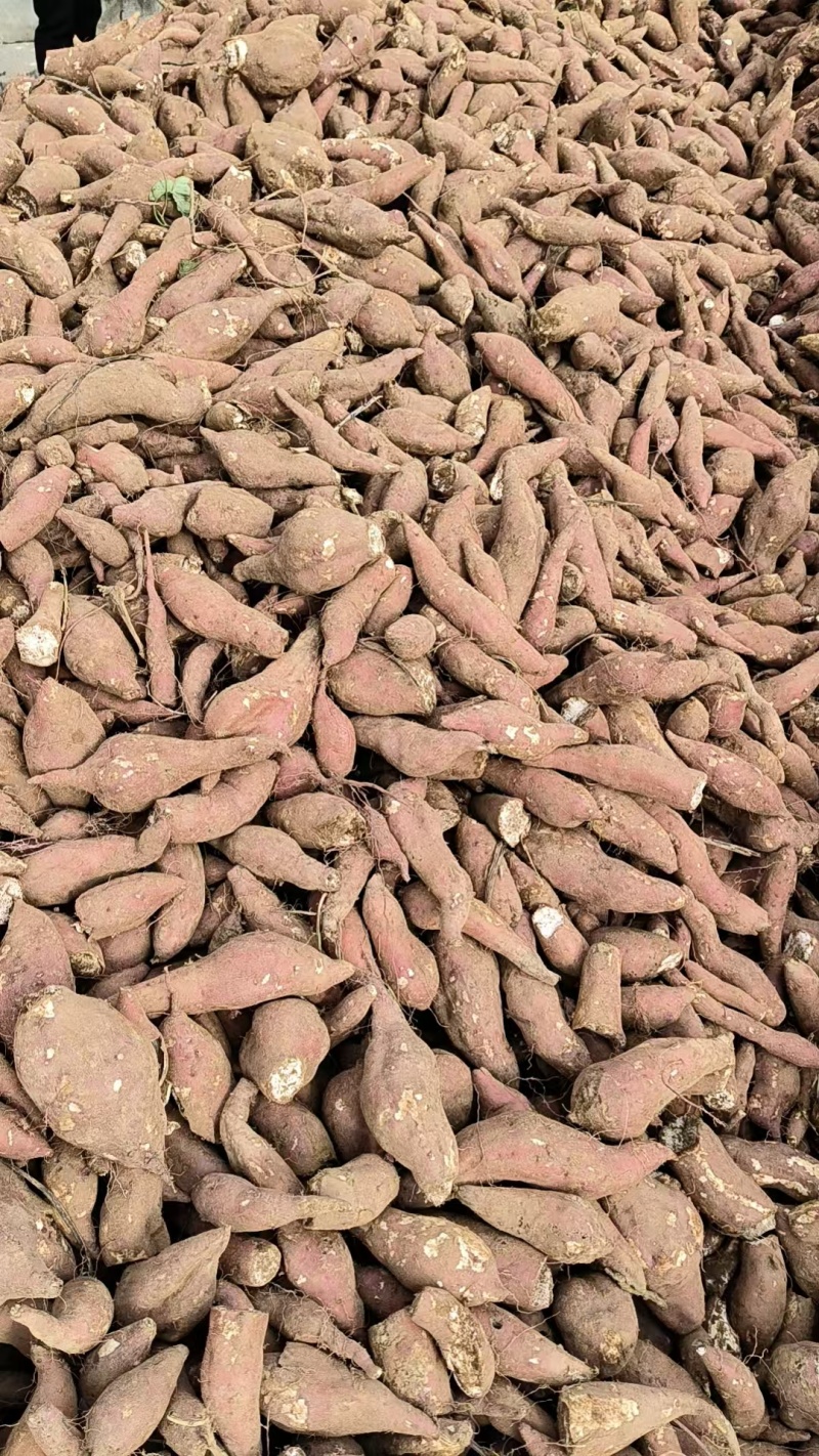 商薯19.大量上市。