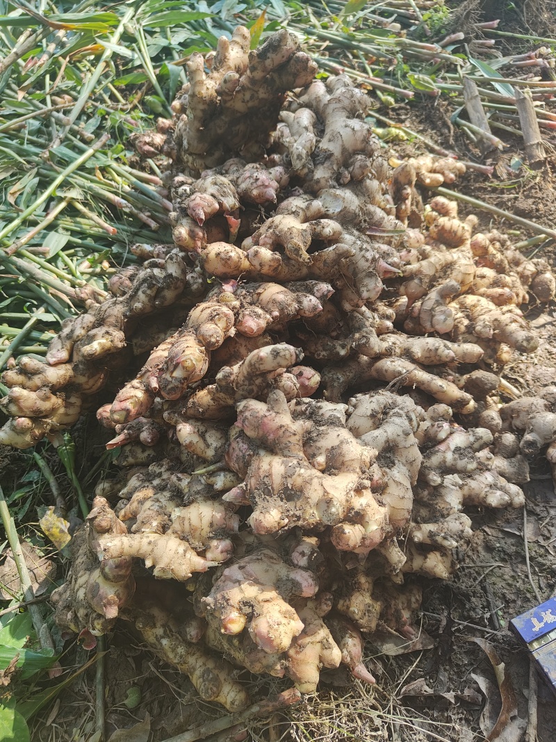 大油姜🫚卖家帮挖，有大量货，需要联系，欢迎新朋友咨询