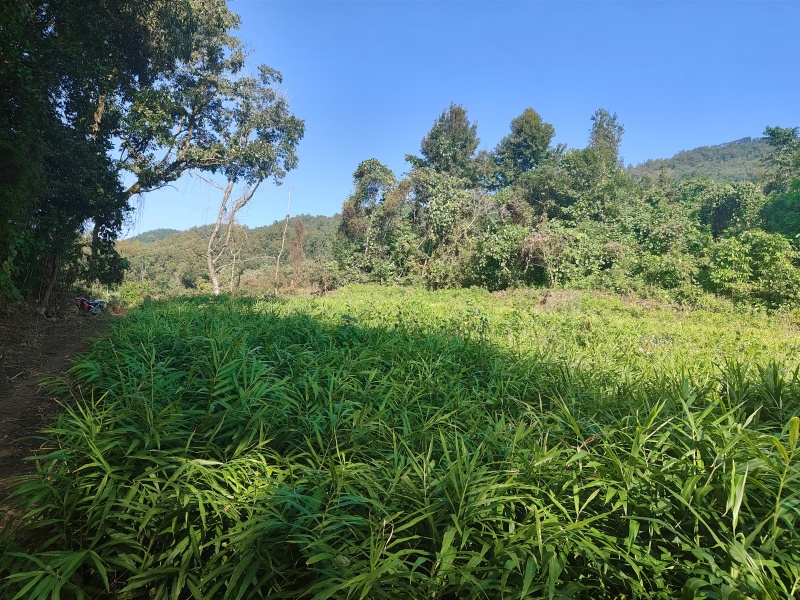 大油姜🫚卖家帮挖，有大量货，需要联系，欢迎新朋友咨询