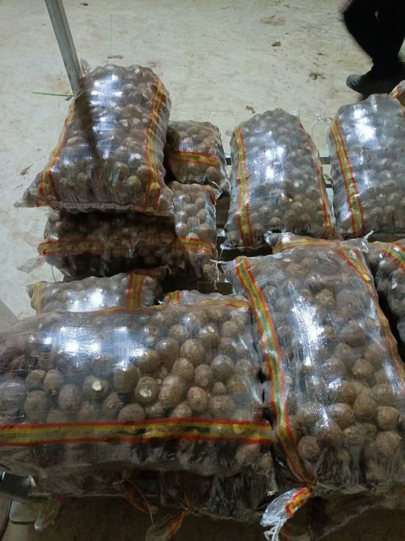 优质8520毛芋头大量供应，随到随装，支持全国发货