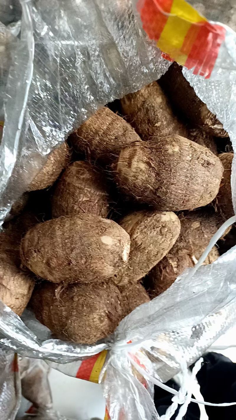 优质8520毛芋头大量供应，随到随装，支持全国发货