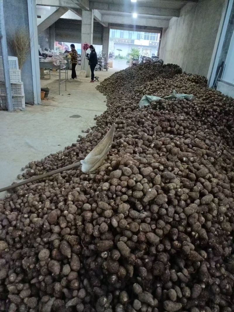 优质8520毛芋头大量供应，随到随装，支持全国发货