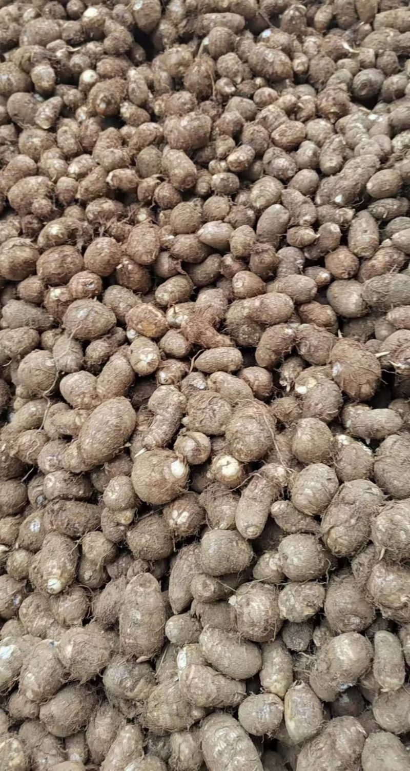 优质8520毛芋头大量供应，随到随装，支持全国发货