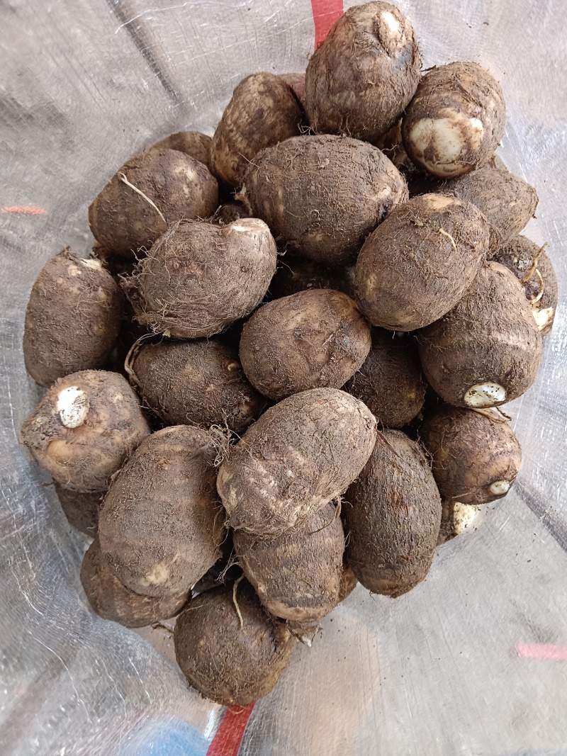 优质8520毛芋头大量供应，随到随装，支持全国发货