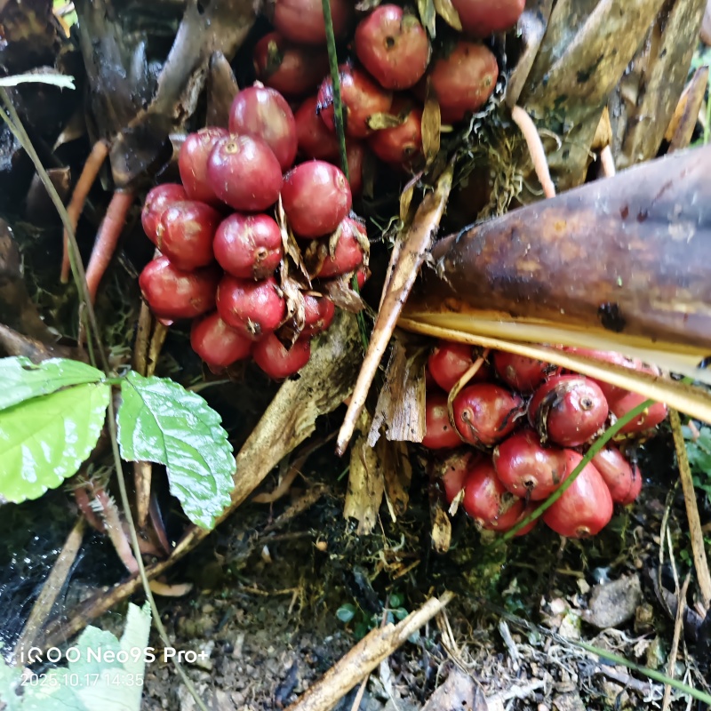 西畴小桥沟草果