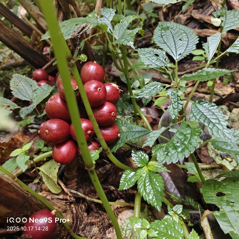 西畴小桥沟草果