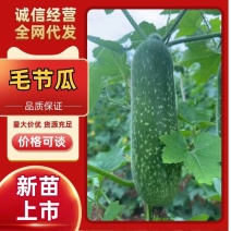 广东精品毛节瓜，一手货源，现摘现发，质量保证全国供应。