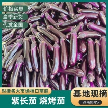 广东精品紫长茄、烧烤茄，产地直发，品质保证，全国供应。