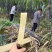 黑皮甘蔗（现砍现发）云南甘蔗，规格齐全甘甜多汁，代发全国
