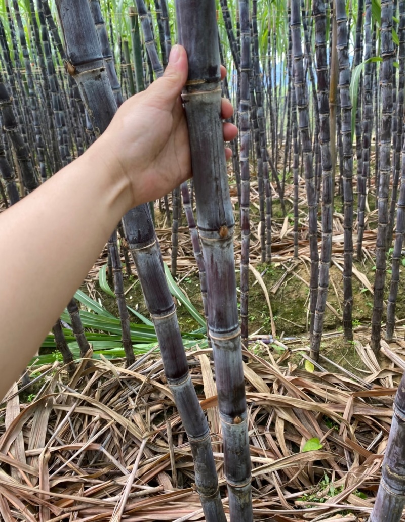 【云南黑皮甘蔗】产地一手货源（量大从优）品质保证货发全国