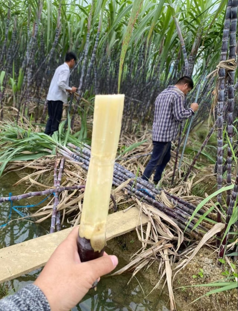 【云南黑皮甘蔗】产地一手货源（量大从优）品质保证货发全国