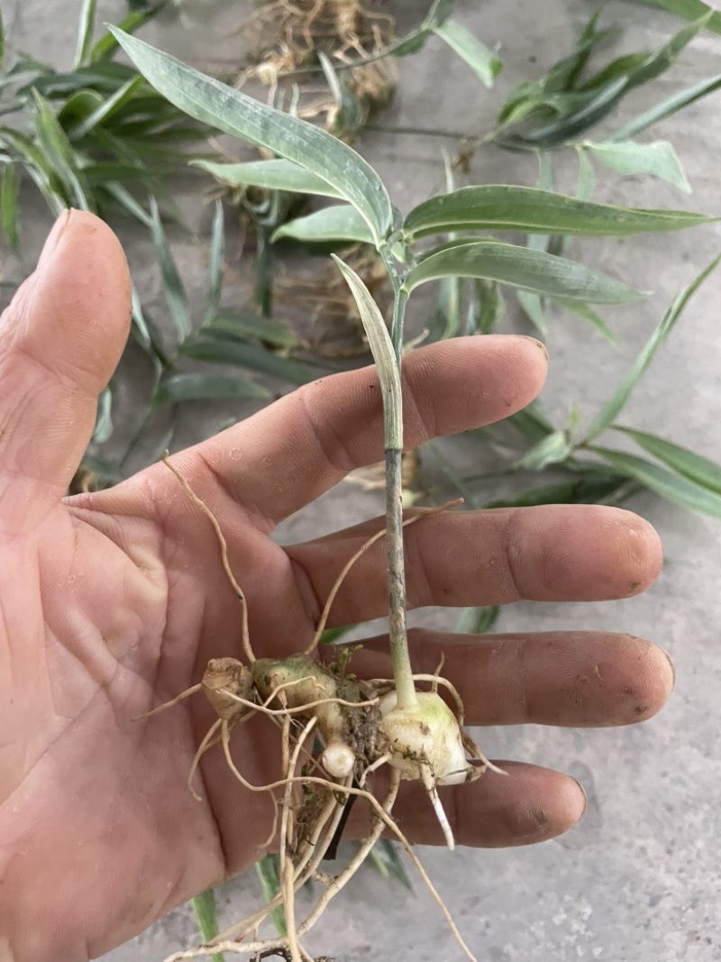 黄精苗
