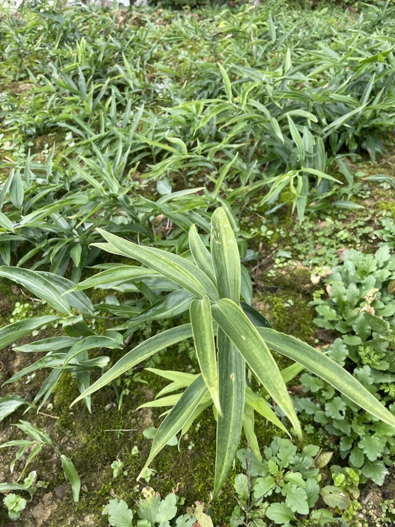 黄精苗