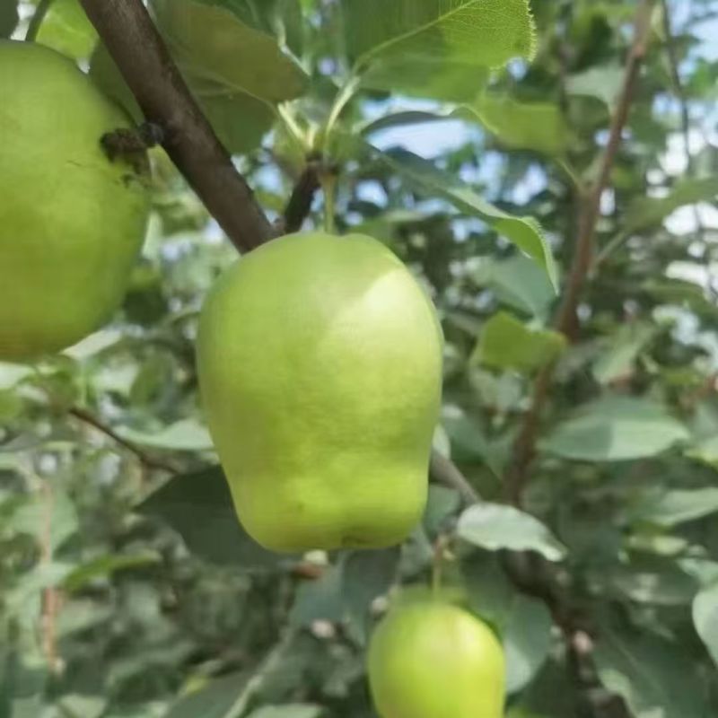 内蒙本地早稣梨