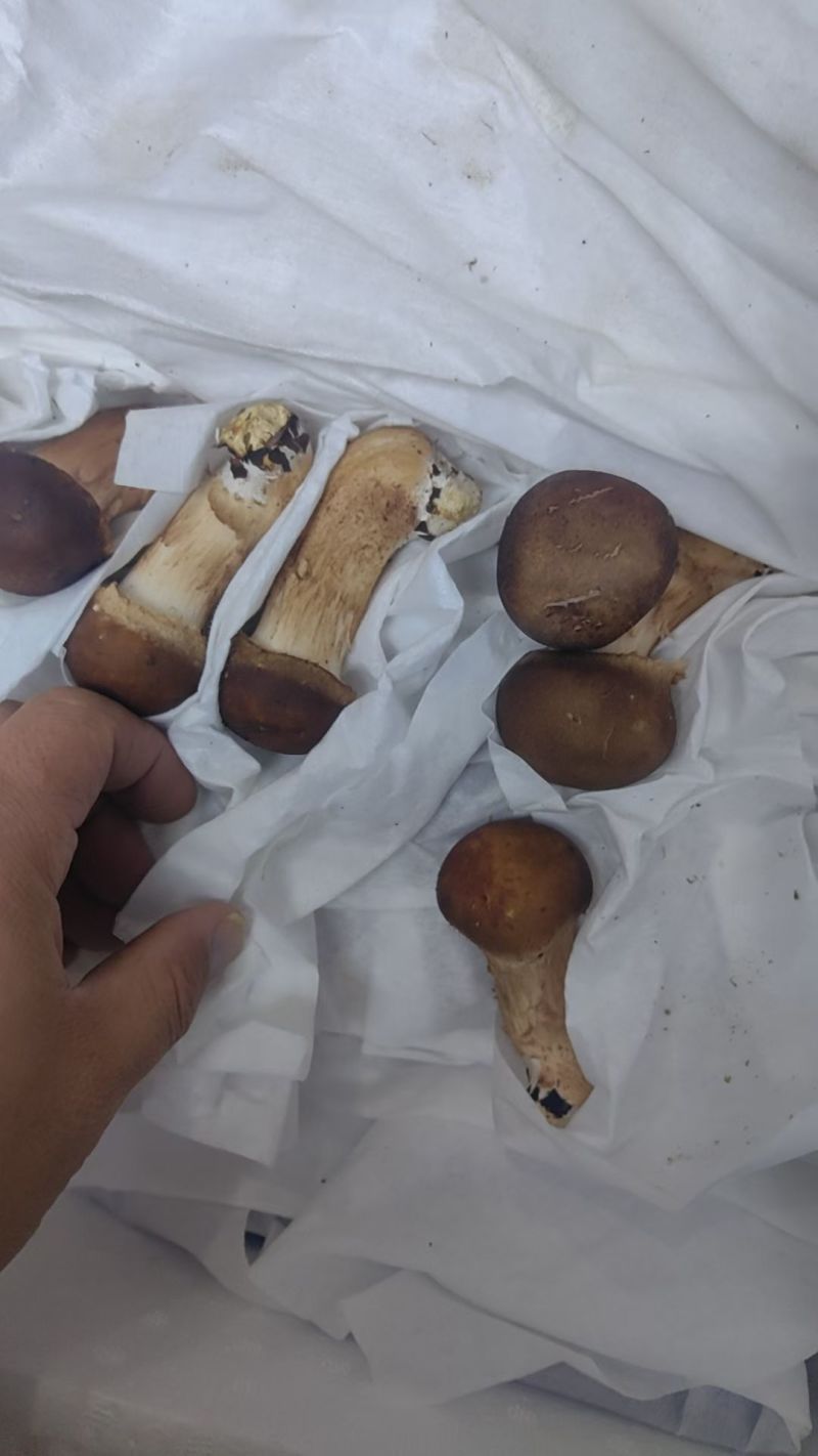 松茸松茸生态松茸8元