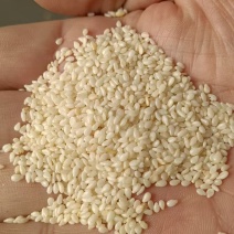 脱皮白芝麻仁当季新货出油率高颗粒饱满货源充足量大从优