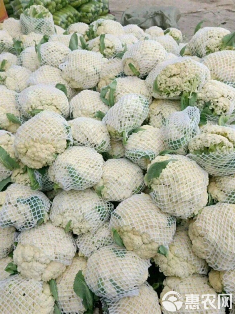 （精品）安徽宿州产区小米花菜，乳白，大量从优
