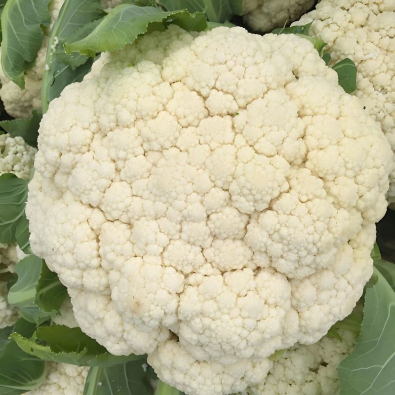 （精品）安徽宿州产区小米花菜，乳白，大量从优