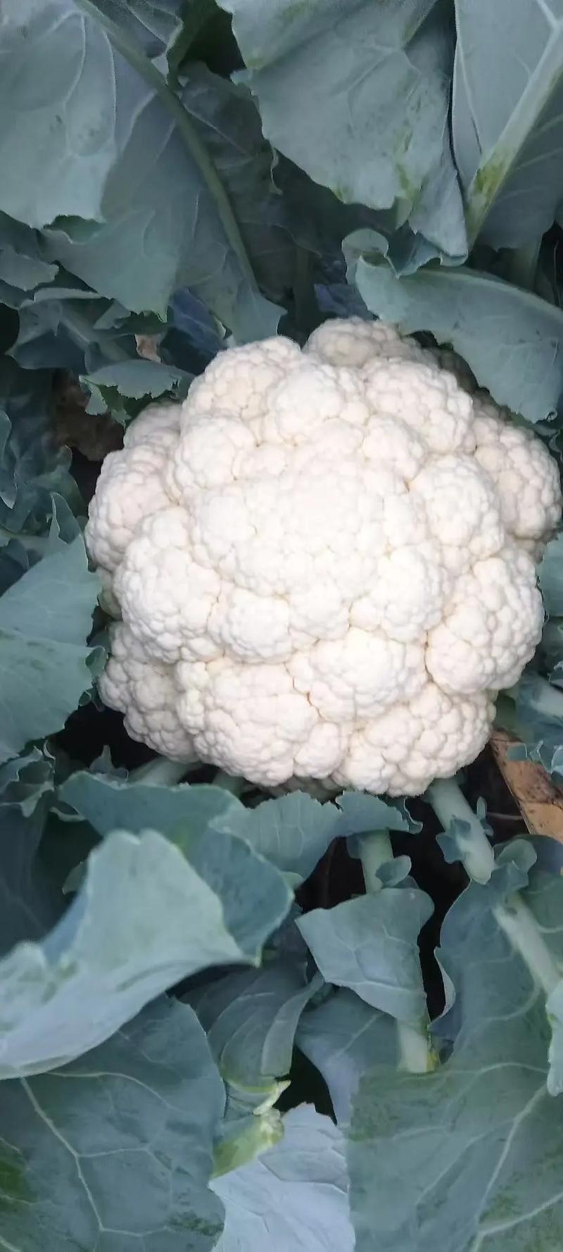（精品）安徽宿州产区小米花菜，乳白，大量从优