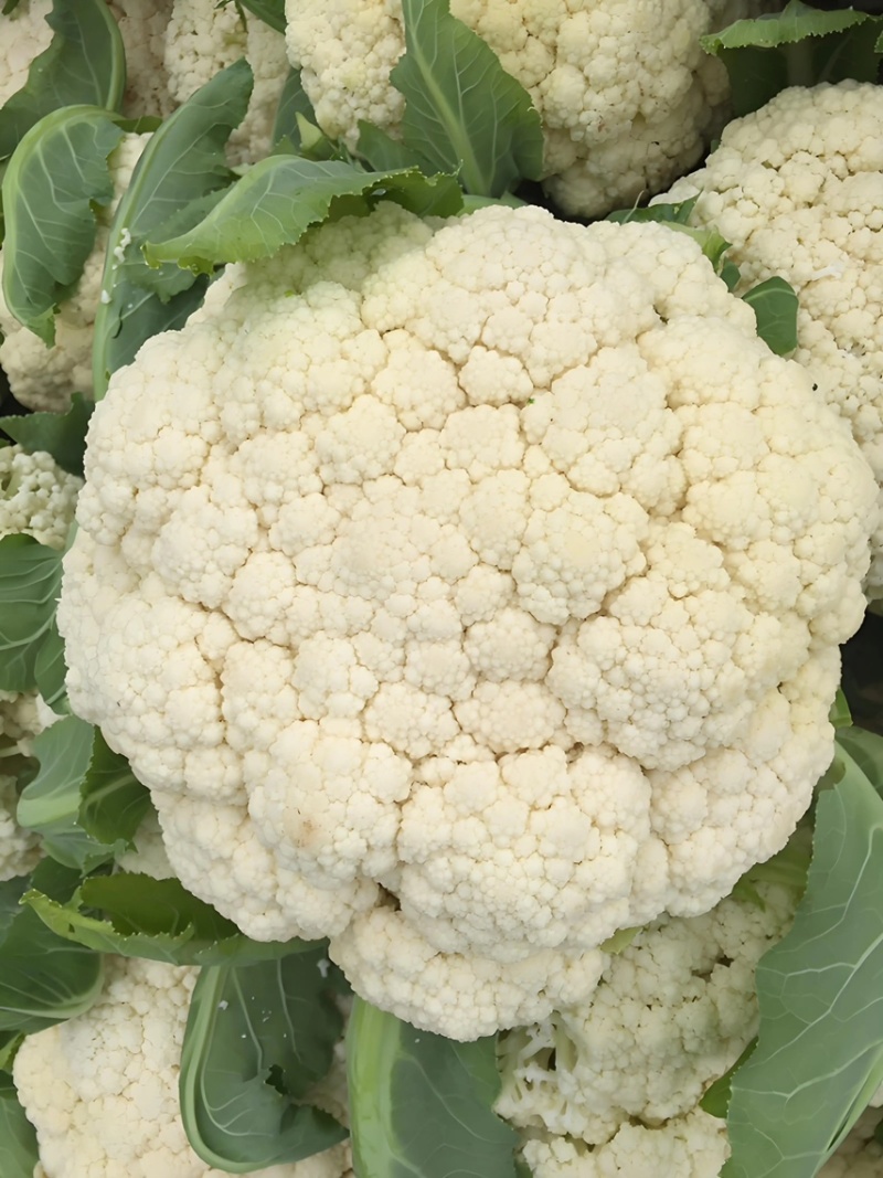 （精品）安徽宿州产区小米花菜，乳白，大量从优