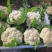 （精品）安徽宿州产区小米花菜，乳白，大量从优