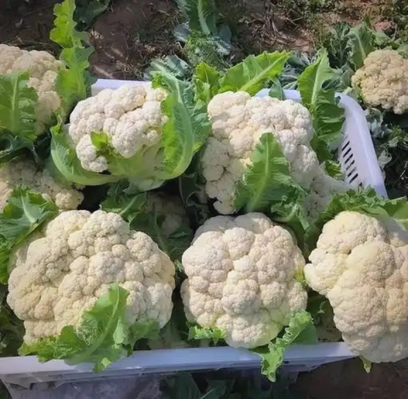 （精品）安徽宿州产区小米花菜，乳白，大量从优