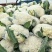 （精品）安徽宿州产区小米花菜，乳白，大量从优