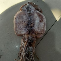 水发鱿鱼干