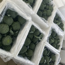 耐寒优秀西兰花🥦，河南产区大量出货中，质量保证
