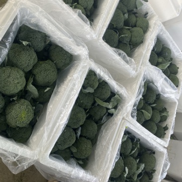 耐寒优秀西兰花🥦，河南产区大量出货中，质量保证