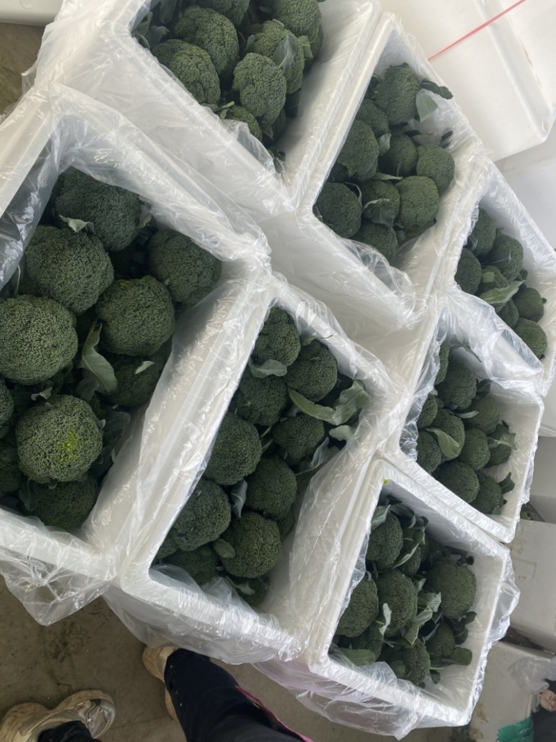 耐寒优秀西兰花🥦，河南产区大量出货中，质量保证