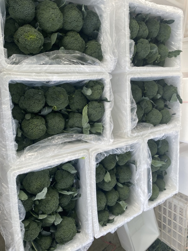 耐寒优秀西兰花🥦，河南产区大量出货中，质量保证